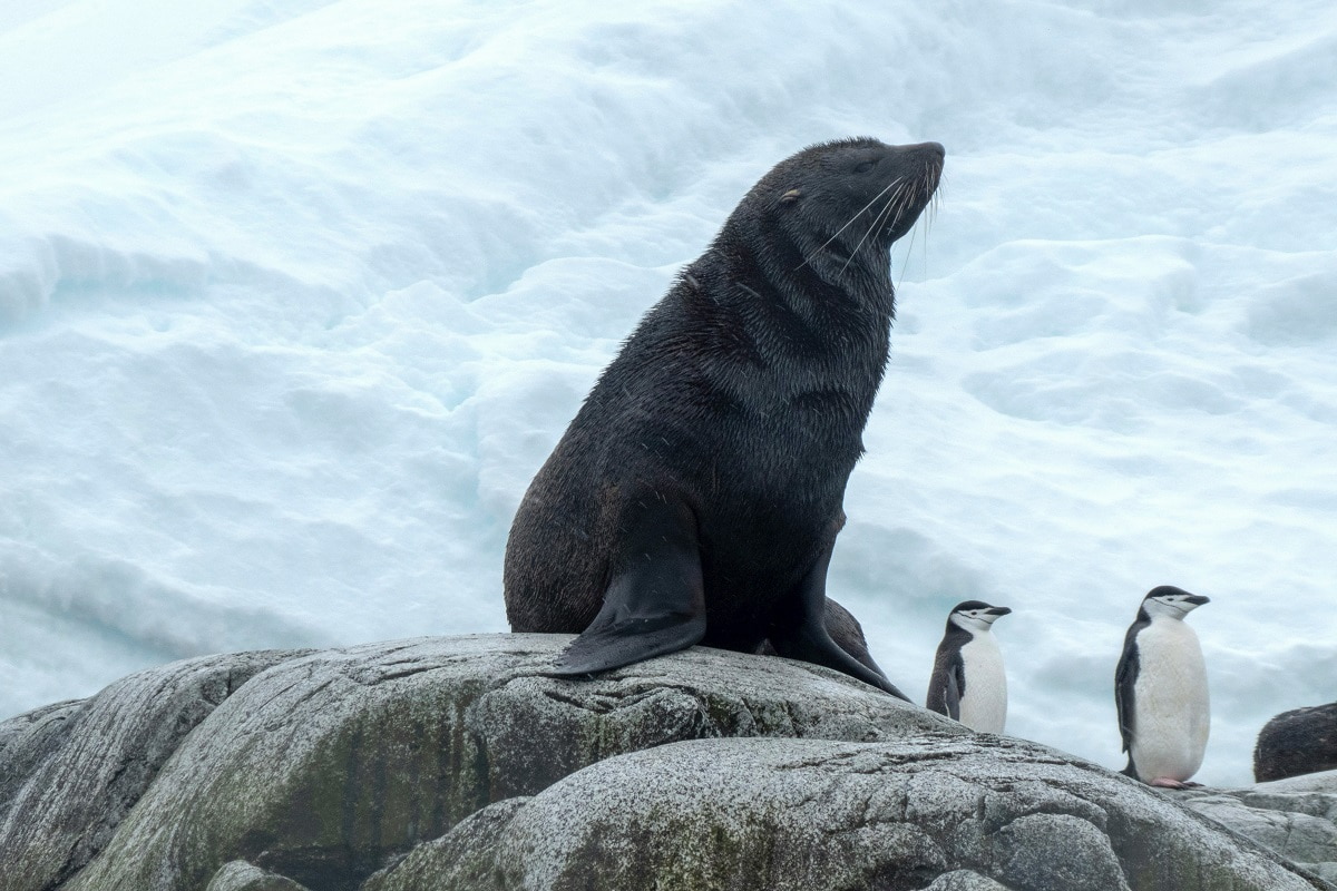 Antarctic marine life